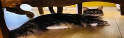 Maine Coon cats for sale: Maine Coon Absolutely  beautiful Kittens for Sale  - Advert 2