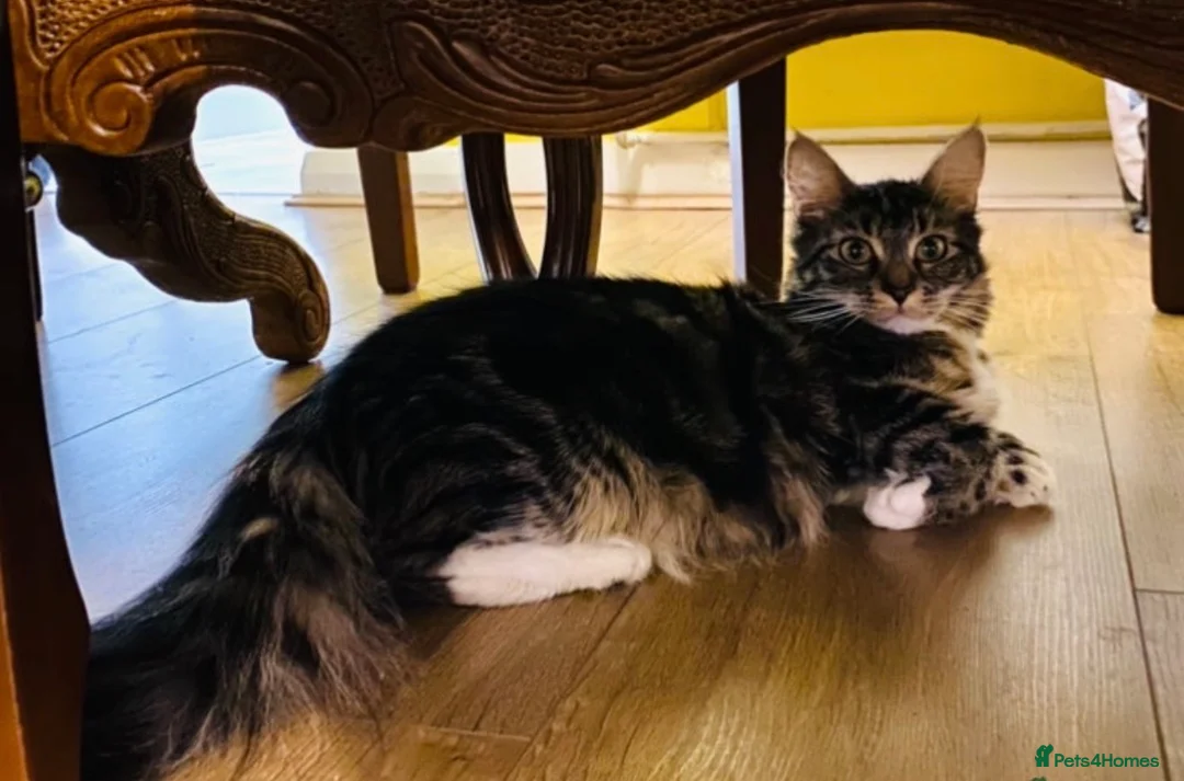 Maine Coon cats for sale: Maine Coon Absolutely  beautiful Kittens for Sale  - Advert 2