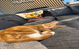 Mixed Breed cats for sale: Female Kitten - Image 3