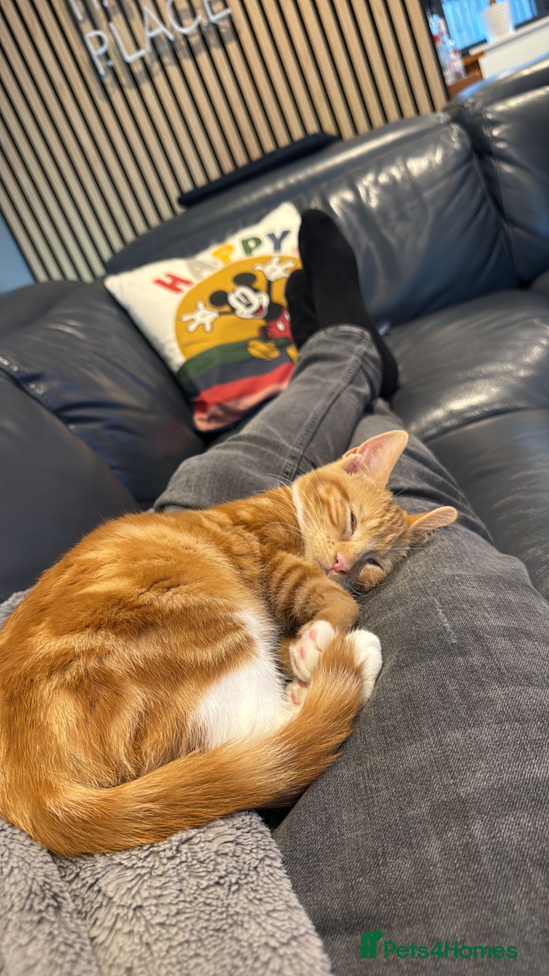 Mixed Breed cats for sale: Female Kitten - Image 3