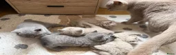 British Shorthair cats for sale: Adorable British Shorthair Kittens  in Coventry - Advert 10