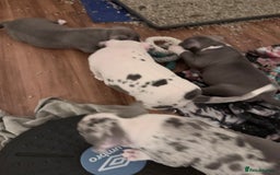 American Bully dogs for sale: Abkc Pocket Bully X Abkc classic Bully puppies - Image 27