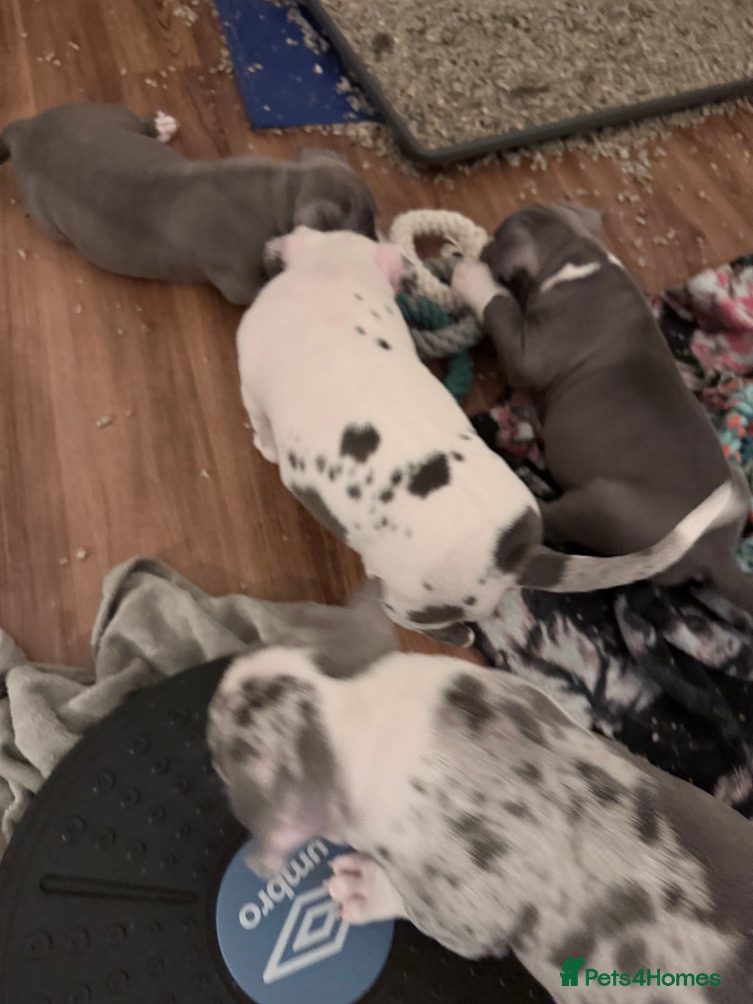 American Bully dogs for sale: Abkc Pocket Bully X Abkc classic Bully puppies - Image 27