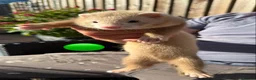 Ferret rodents for sale: 3 ferret kit hobs available - Advert 5