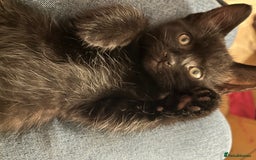 Mixed Breed cats for sale: 🐾 Adorable Kittens Looking for Loving Homes 🐾 - Image 5