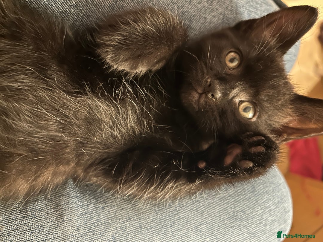Mixed Breed cats for sale: 🐾 Adorable Kittens Looking for Loving Homes 🐾 - Image 5