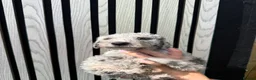 Mixed Breed dogs for sale: Bedlington whippet x Bedlington terrier  in Stockton-on-Tees - Advert 5