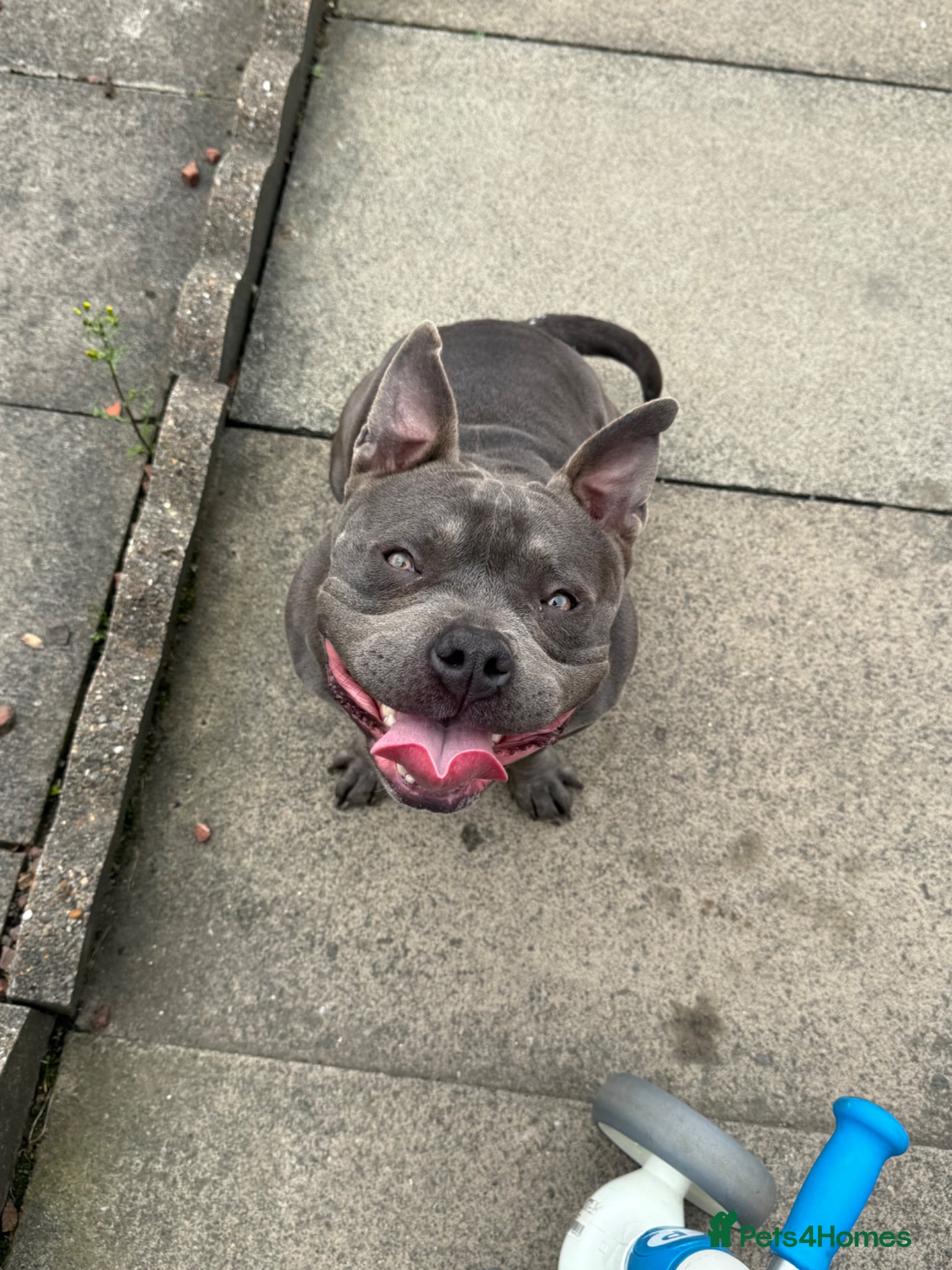 American Bulldog dogs Pocket bully - Advert 2