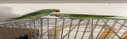 Parrots birds for sale: Alexandrian parrots (pair) for sale   - Advert 4