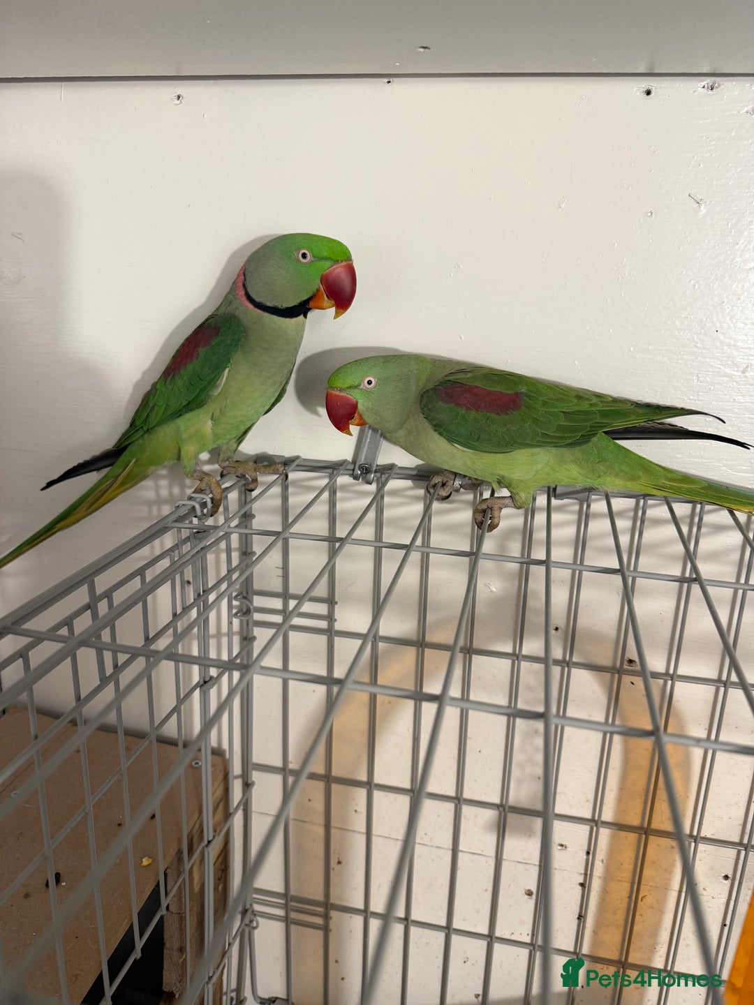 Parrots birds for sale: Alexandrian parrots (pair) for sale   - Advert 4