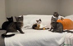 Siberian cats for sale: 🩷 Siberian x British Shorthair Kittens 🐱  - Image 1