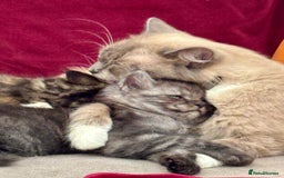 Mixed Breed cats for sale: Maine-coon / Ragdoll Kittens  - Image 15
