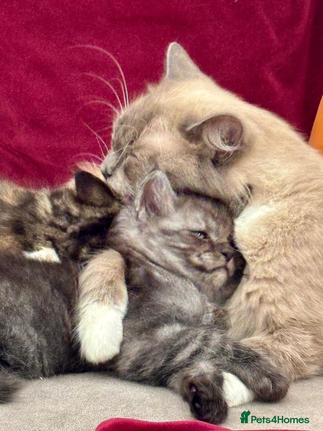 Mixed Breed cats for sale: Maine-coon / Ragdoll Kittens  - Image 15