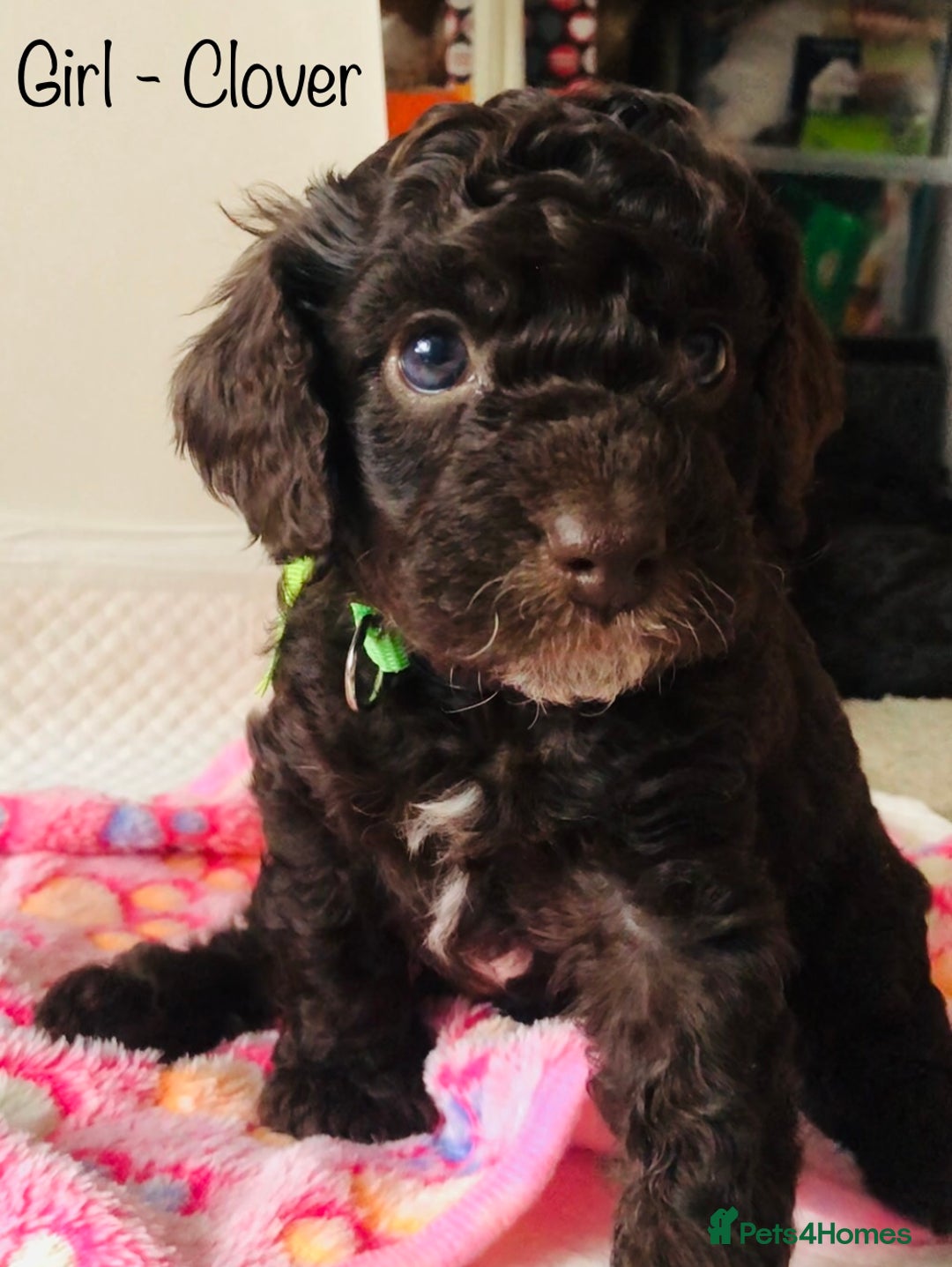 Cockapoo dogs for sale: Cockapoo Puppies - Image 8