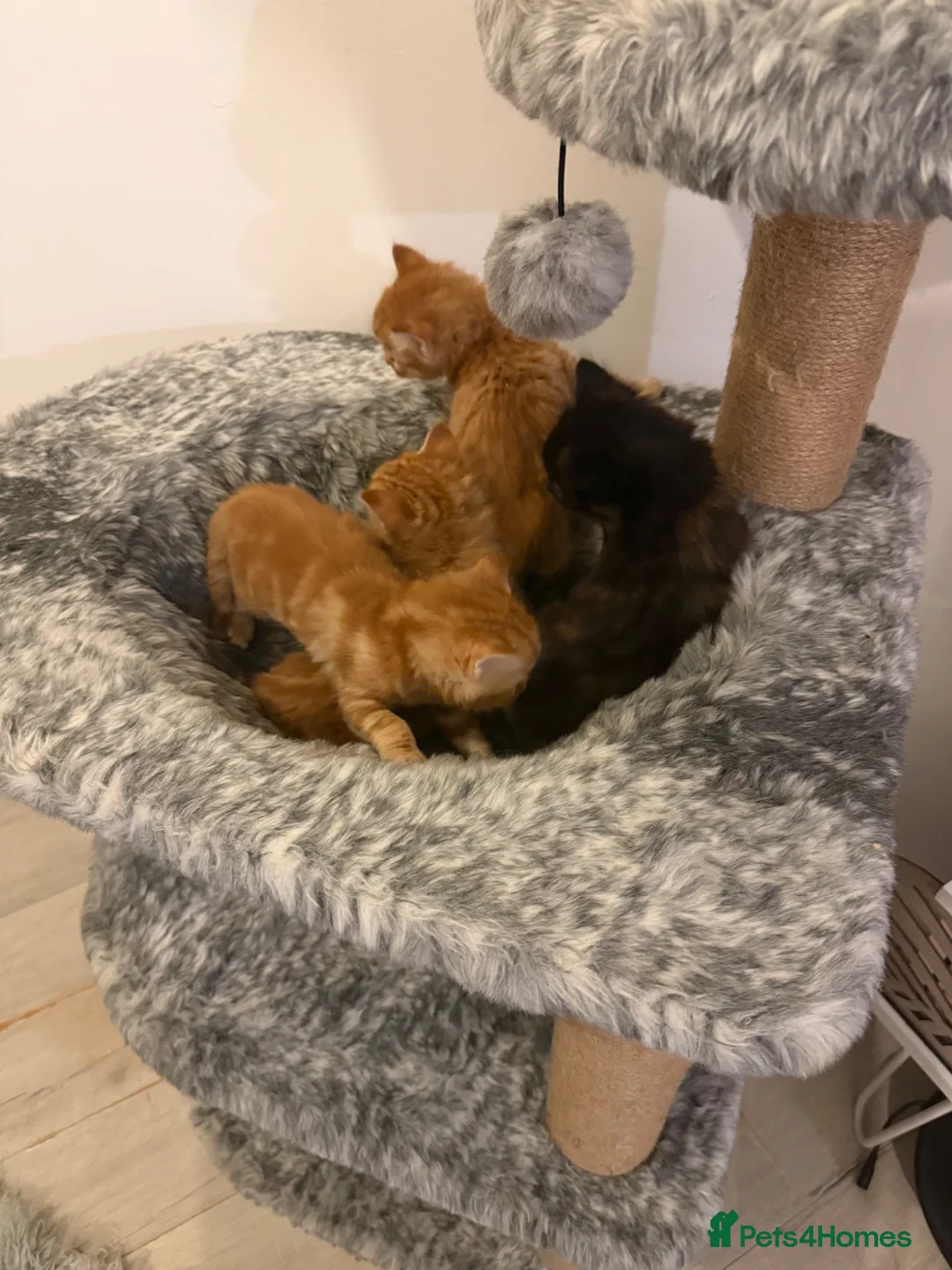 Mixed Breed cats for sale: Loving Mother Cat & Beautiful Kittens for sale  - Advert 5