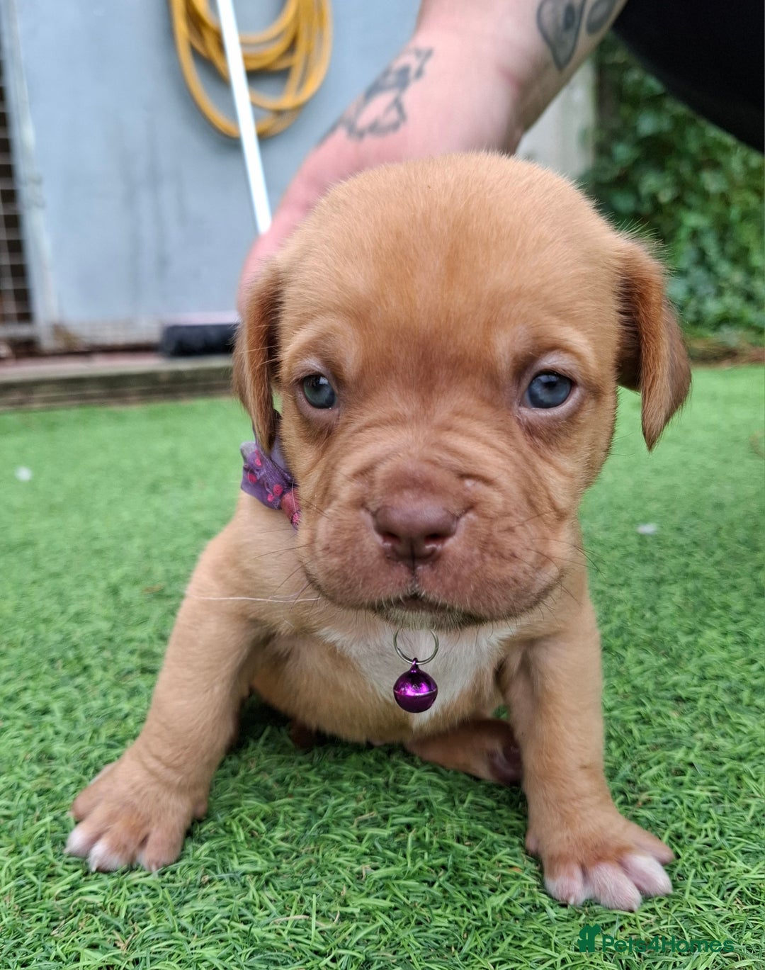 Dogue De Bordeaux dogs for sale: Dogue de Bordeaux pups  - Image 10