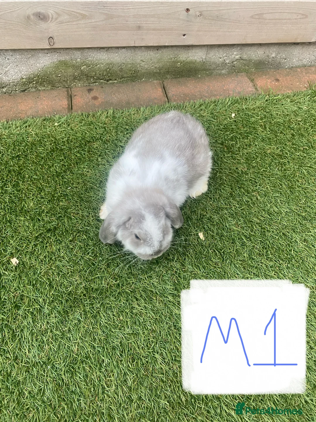 Rex rabbits for sale: Baby French lops  - Advert 1