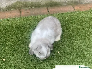 Rex rabbits Baby French lops - Advert 8