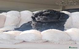 Cavapoo dogs for sale: Cavapoo - Image 9