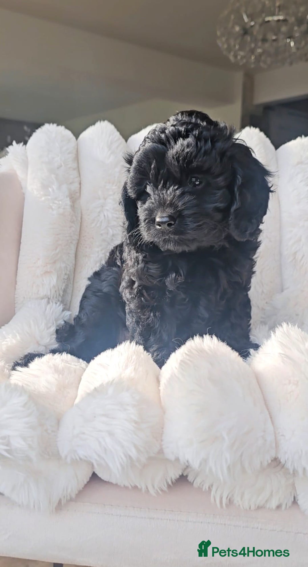 Cavapoo dogs for sale: Cavapoo - Image 9