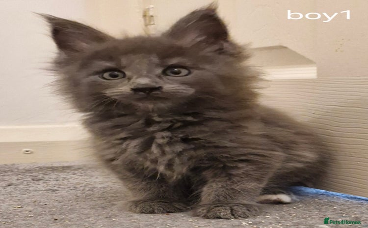 Maine Coon cats - Advert 15