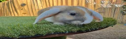 Mixed Breed rabbits for sale: Rabbits for sale - Advert 4