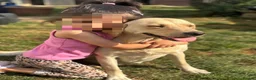 Labrador Retriever dogs for sale: 10/10 MALE PUP AVAILABLE WITH UNMATCHED PEDIGREE  - Advert 4