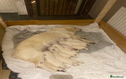 Golden Retriever dogs for sale: Golden Retriever KC - Image 1