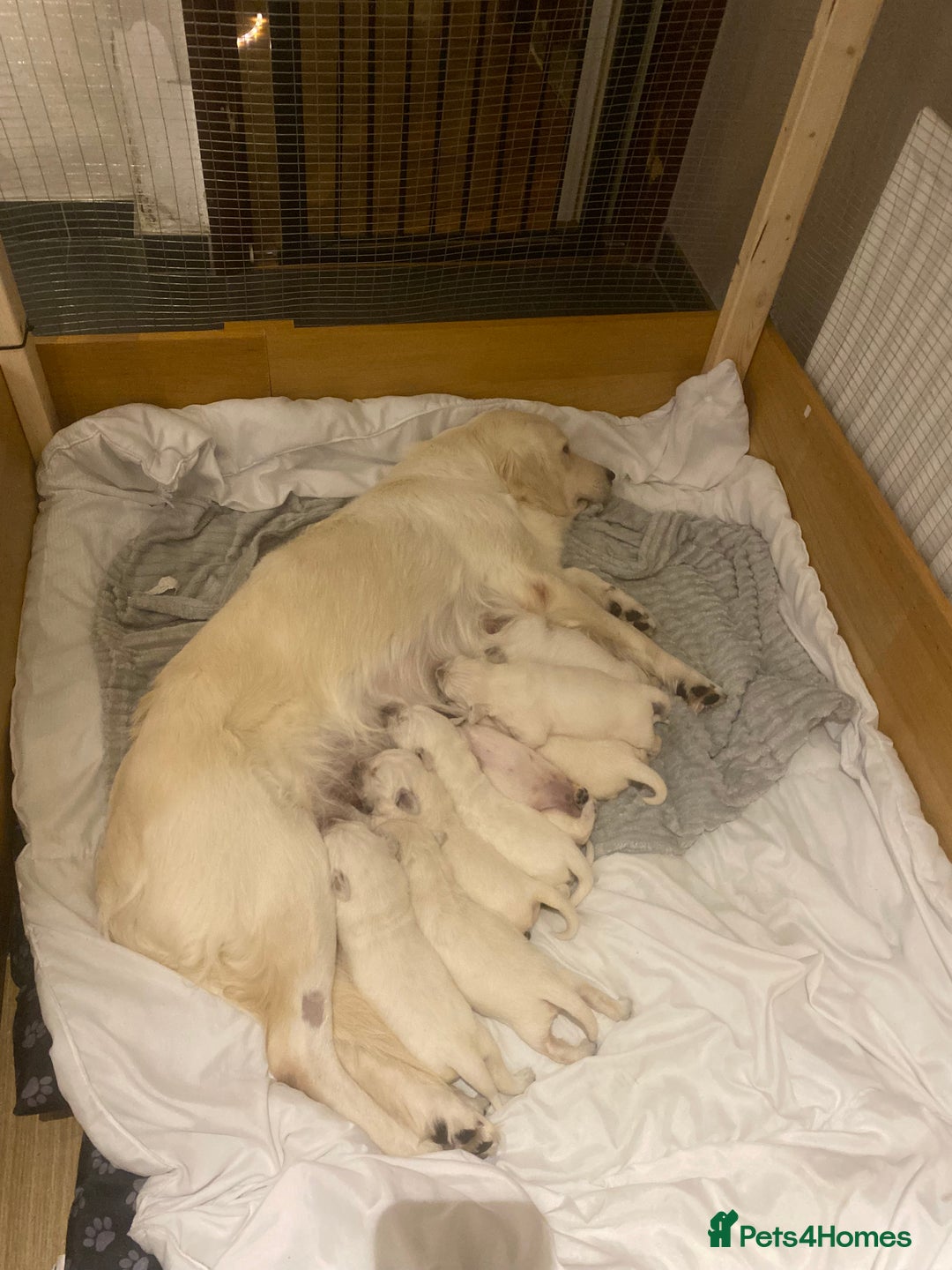 Golden Retriever dogs for sale: Golden Retriever KC - Image 1