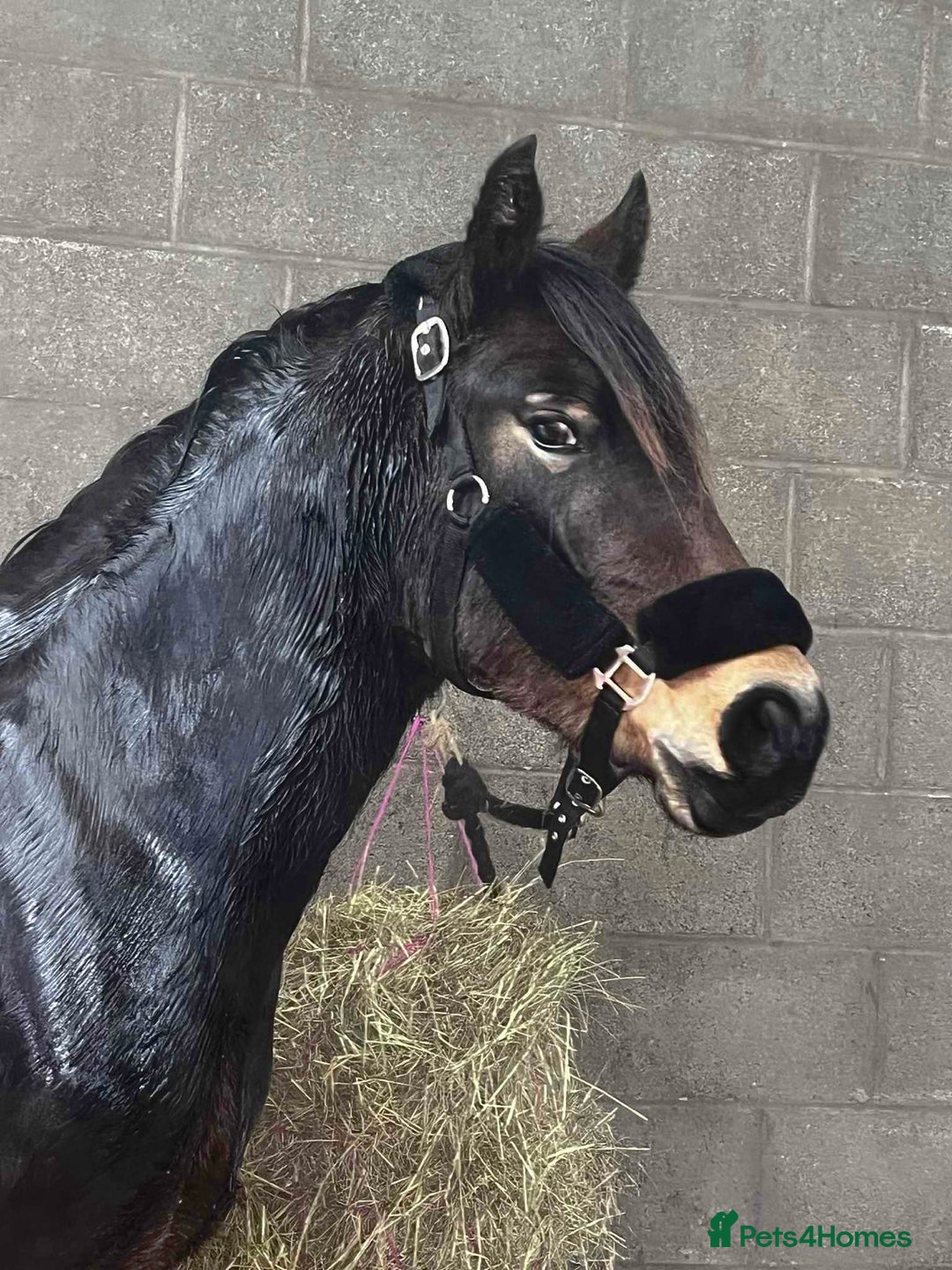 Welsh Section D horses for sale: Chunky dark bay section d filly - Advert 4