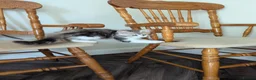 Siberian cats for sale: Sunshine TICA Siberian from Health Tested Parents in Norwich - Advert 6