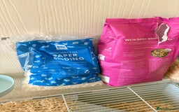 Hamster rodents for sale: Dwarf Russian hamster  - Advert 4