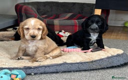 Cocker Spaniel dogs for sale: Handsome cocker spaniel boys - Image 9