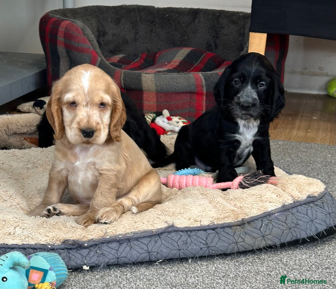 Cocker Spaniel dogs for sale: Handsome cocker spaniel boys - Image 9