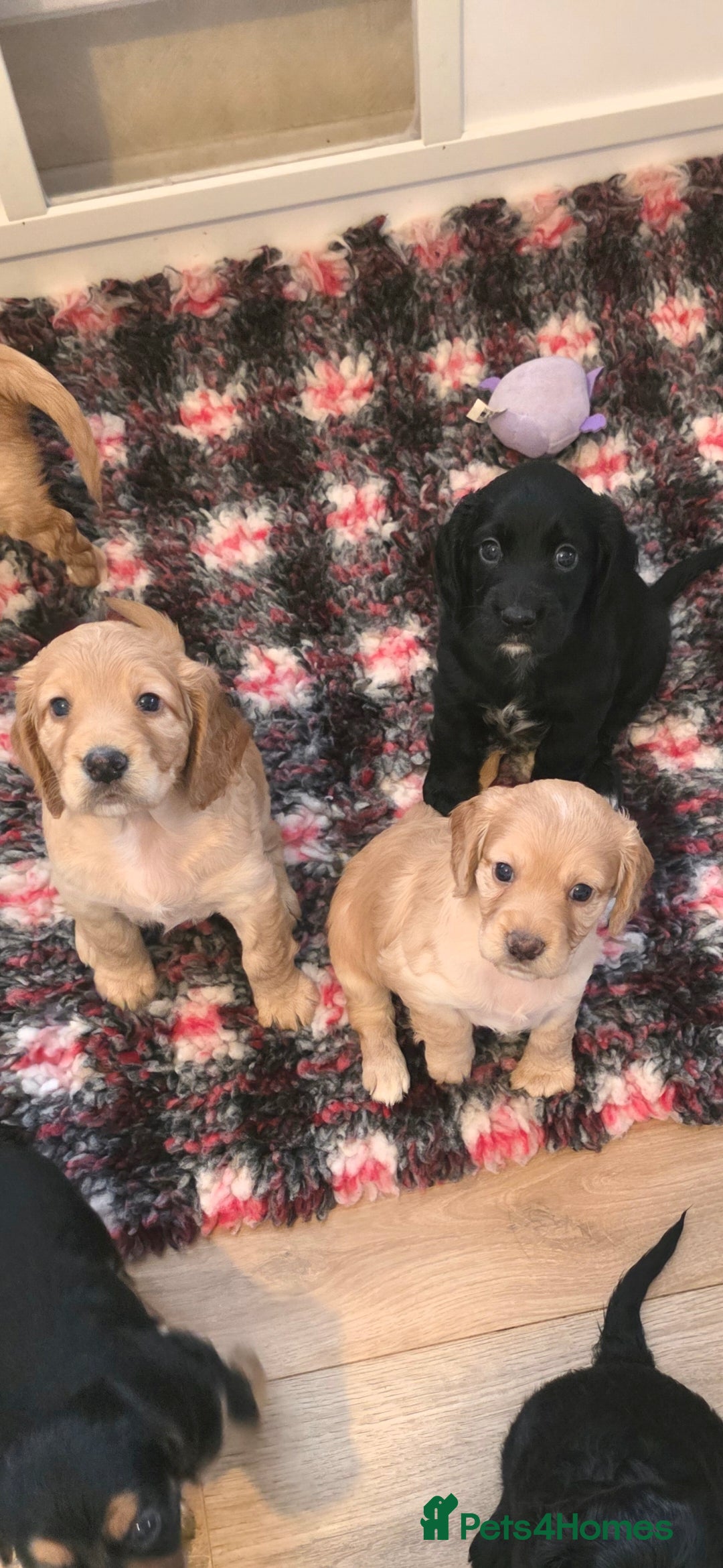 Cocker Spaniel dogs for sale: Working Cocker Spaniel Puppies - Image 6