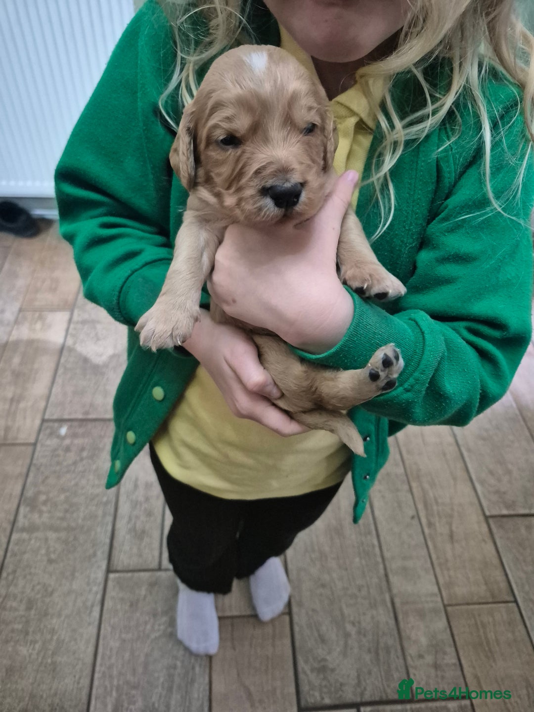 Cocker Spaniel dogs for sale: Kc registered working cocker spaniels - Image 7