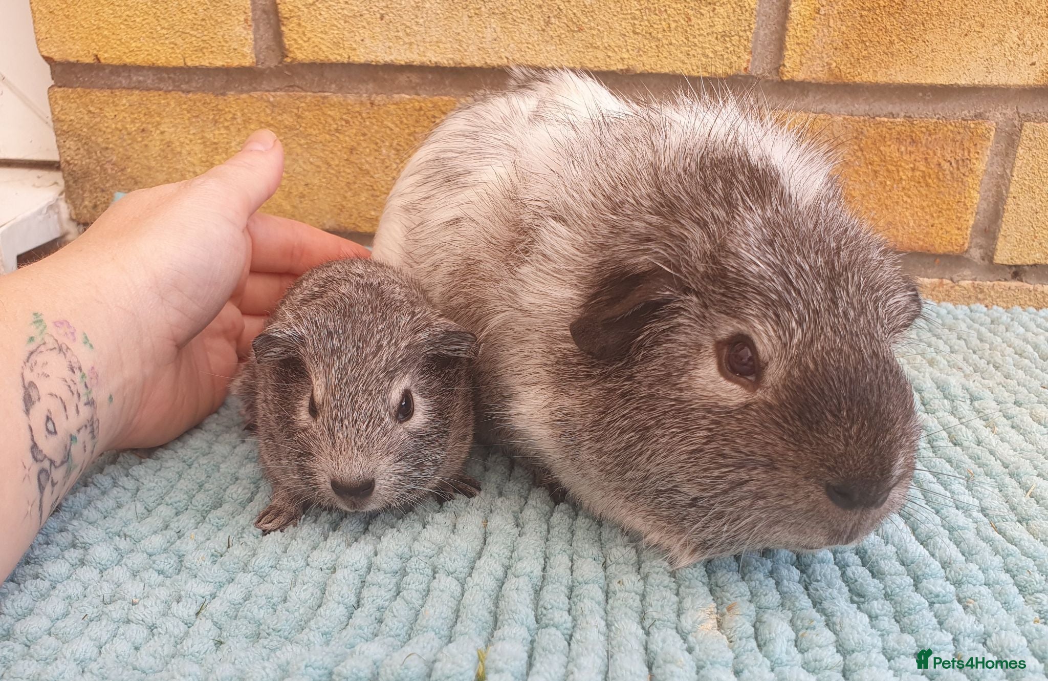 Guinea Pig rodents Beautiful guinea pigs - Advert 1