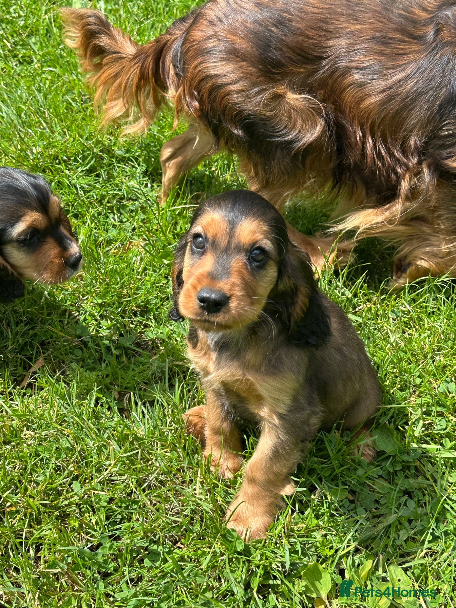Cockalier dogs Stunning Boys Ready Now - Advert 4