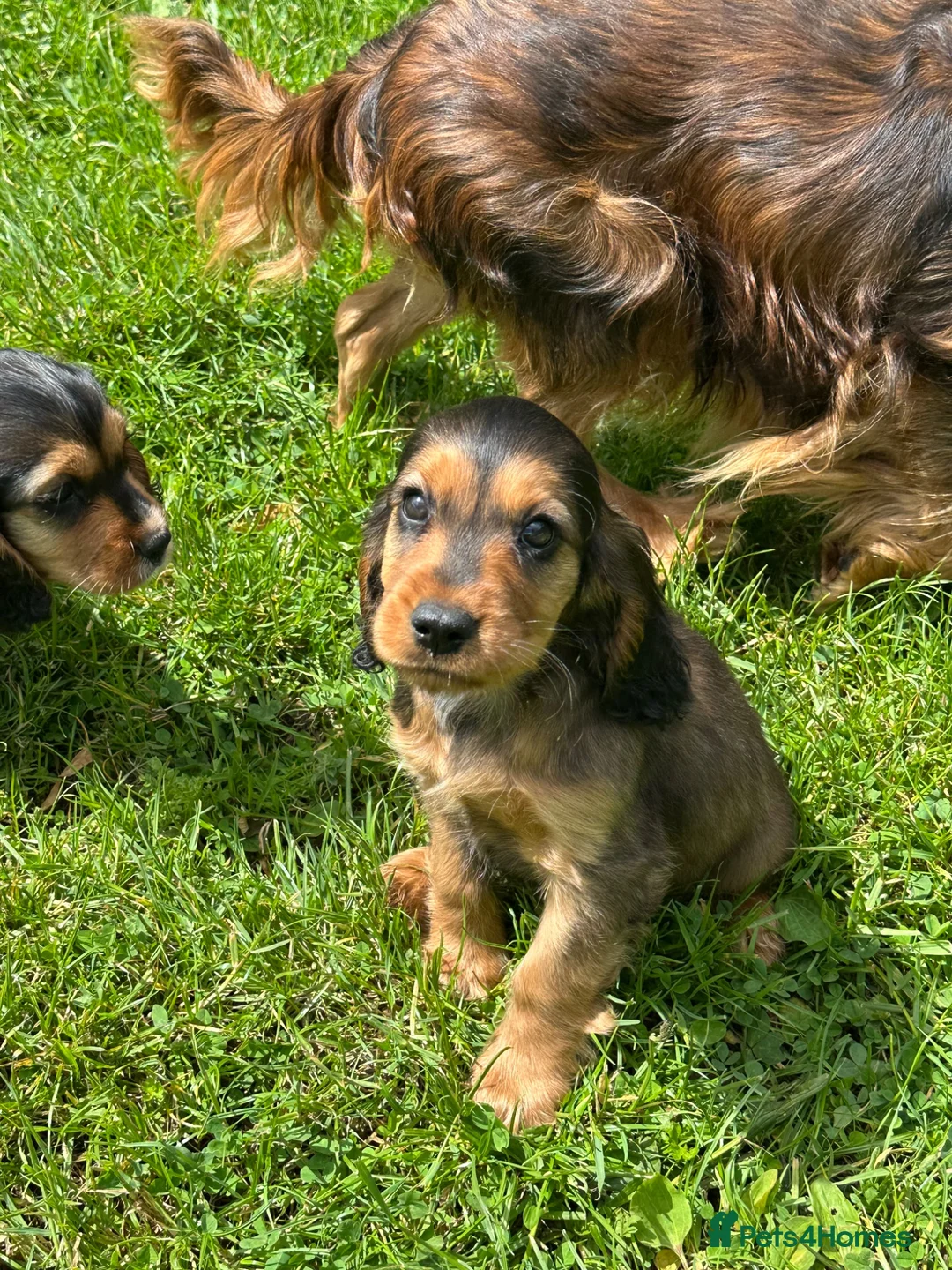 Cockalier dogs for sale: Stunning Boys Ready Now - Advert 1