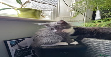 Maine Coon cats - Advert 2