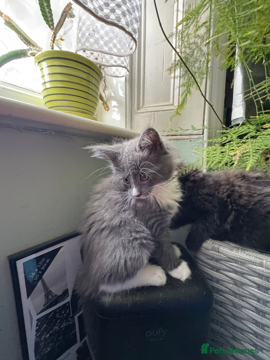 Maine Coon cats for sale: TICA registered large MaineCoon polydactyl kittens - Image 3