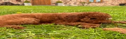 Labradoodle dogs for sale: Mini Irishdoodle Ready now! health tested parents  - Advert 32