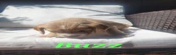 Cocker Spaniel dogs for sale: Beautiful golden working cocker spaniel puppies  - Advert 13