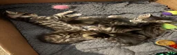Bengal cats for sale: Half bengal kittens  in Spalding - Advert 9