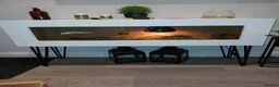 Tortoise reptiles for sale: Male and female leopard tortoises and home in Mablethorpe - Advert 5