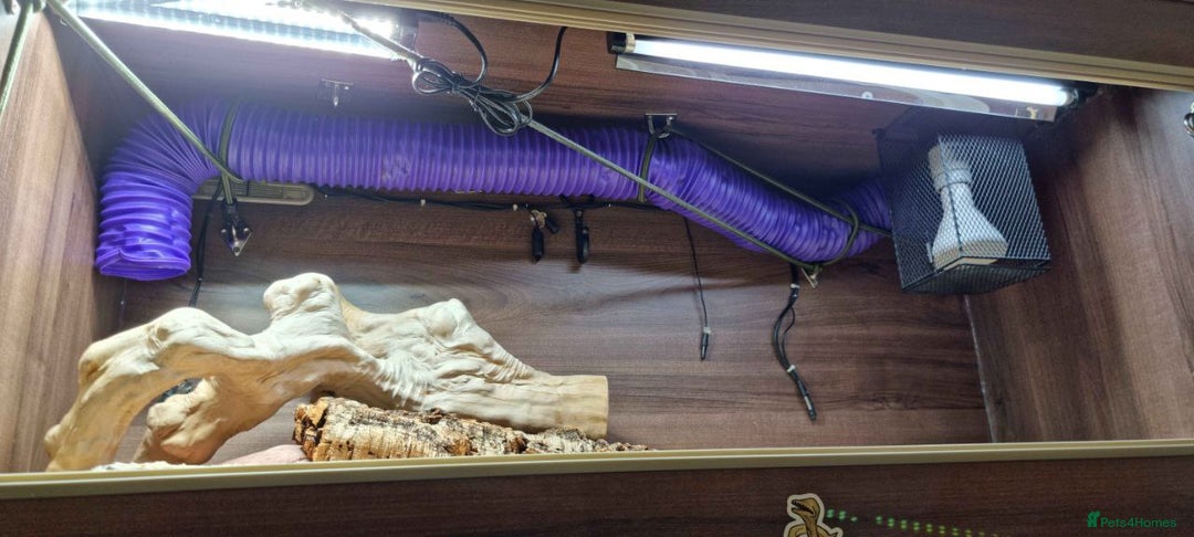 Python Snake reptiles for sale: Albino Enchi Royal Python (aka Ball Python) - Image 2
