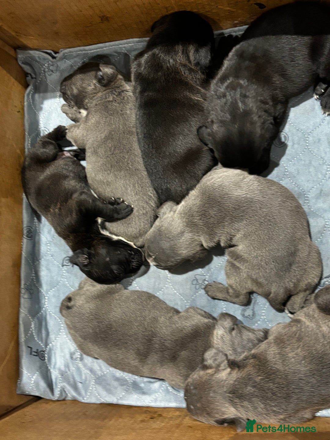 Mixed Breed dogs for sale: canó corso cross british bulldog puppy’s  - Image 23