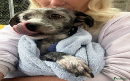 Mixed Breed dogs for adoption: Clint - Norwich Norfolk  - Image 10