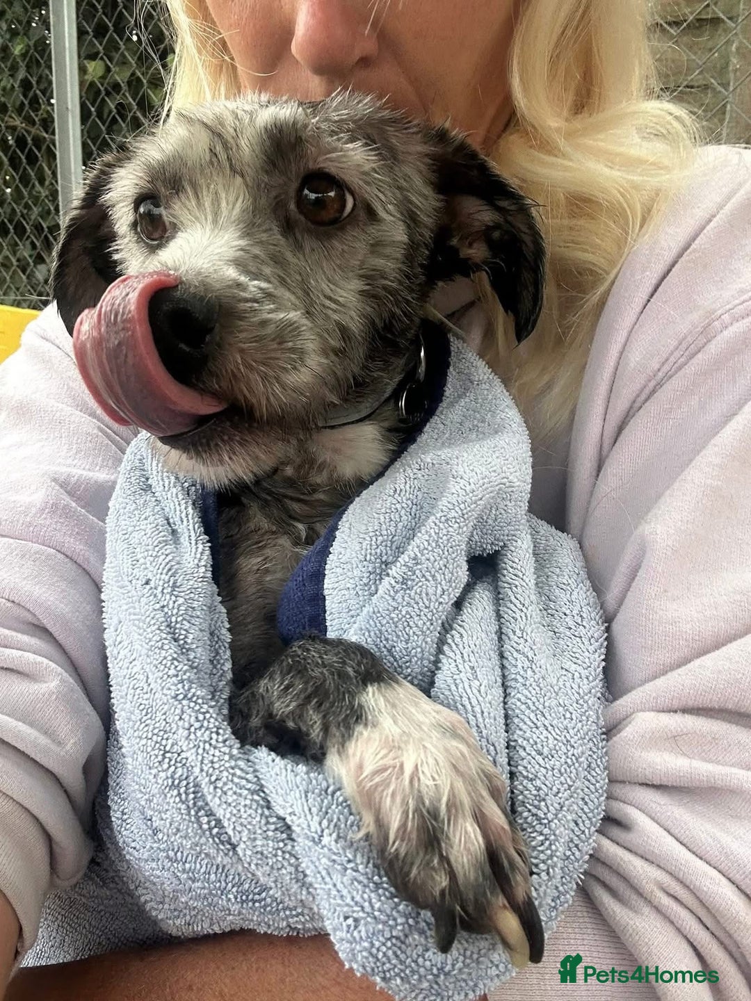 Mixed Breed dogs for adoption: Clint - Norwich Norfolk  - Image 10