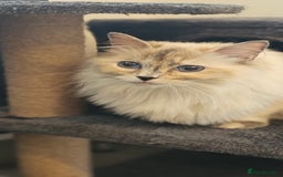 Ragdoll cats for sale: Stunning ragdoll kittens  - Image 6